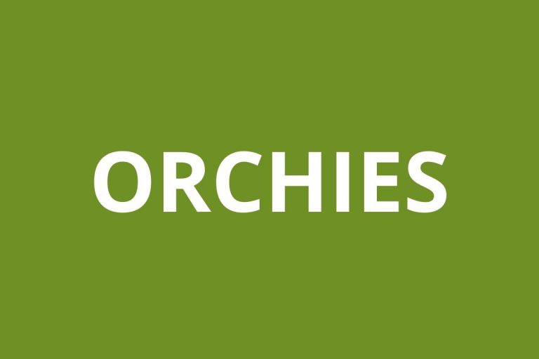 logo agence CAF Orchies
